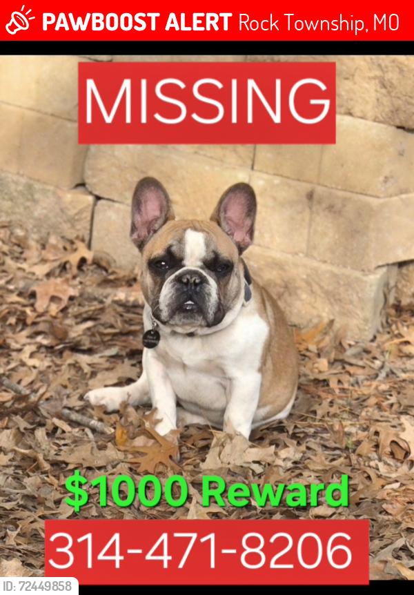 Lost Male Dog last seen Romaine Creek and E Romaine Creek , Rock Township, MO 63026