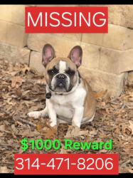 Lost Male Dog last seen Romaine Creek and E Romaine Creek , Rock Township, MO 63026