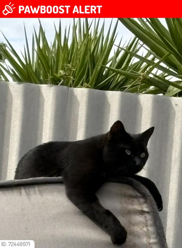 Lost Male Cat last seen Peerless Street, Munno Para West, SA 5115
