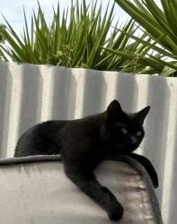 Lost Male Cat last seen Peerless Street, Munno Para West, SA 5115