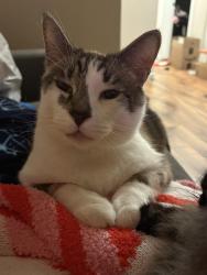 Lost Male Cat last seen T-Mobile Headquarters Factoria, Sterling Heights cndmniums, Bellevue, WA 98006