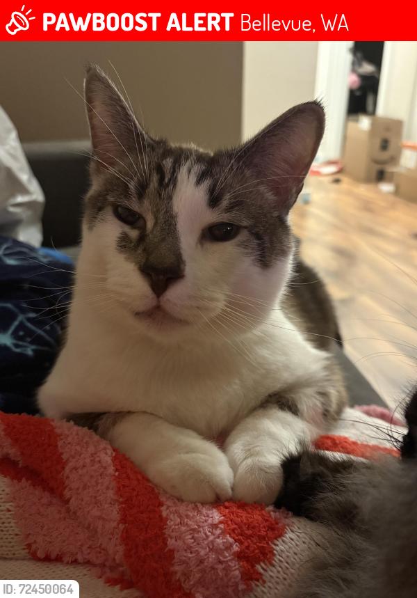 Lost Male Cat last seen T-Mobile Headquarters Factoria, Sterling Heights cndmniums, Bellevue, WA 98006