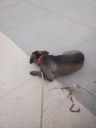 Lost Male Dog last seen Quebec and 8th avenue, Denver, CO 80230