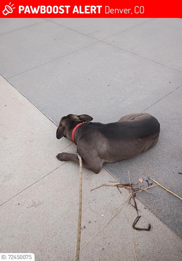 Lost Male Dog last seen Quebec and 8th avenue, Denver, CO 80230