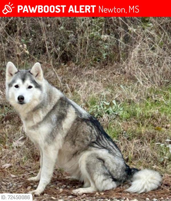Lost Female Dog last seen Conehatta , Newton, MS 39345