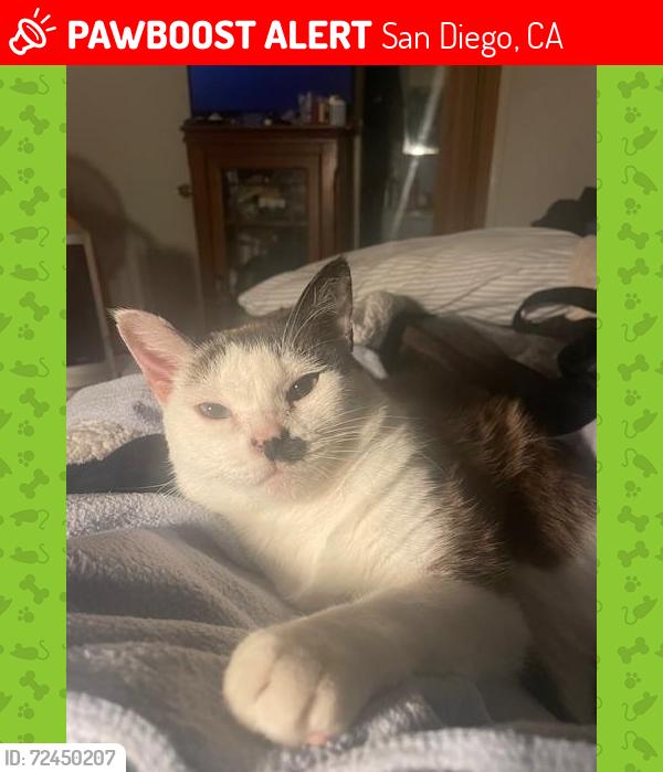 Lost Male Cat last seen Loma Alta Dr. San Diego, CA 92115, San Diego, CA 92115