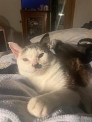 Lost Male Cat last seen Loma Alta Dr. San Diego, CA 92115, San Diego, CA 92115
