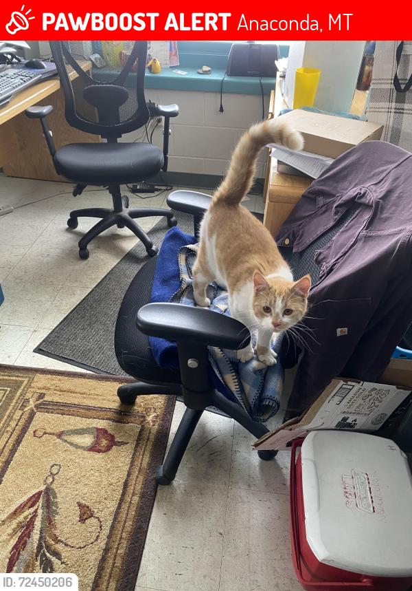Lost Female Cat last seen Washoe park trout Hatchery, Anaconda, MT 59711