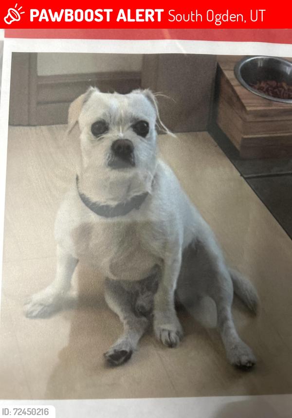 Lost Male Dog last seen 748-700 E 5300 S, South Ogden, UT 84405