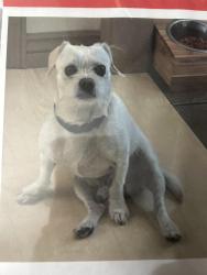 Lost Male Dog last seen 748-700 E 5300 S, South Ogden, UT 84405