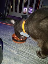 Found/Stray Male Cat last seen South 22nd St and Forest St, Columbus, OH 43206