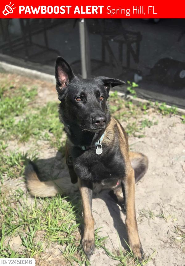 Lost Male Dog last seen Landover Blvd, Spring Hill, FL 34609