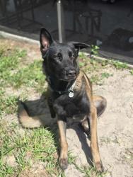 Lost Male Dog last seen Landover Blvd, Spring Hill, FL 34609