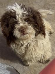 Lost Male Dog last seen Sagamore Dr 78242, San Antonio, TX 78242