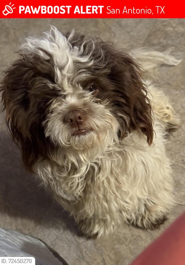 Lost Male Dog last seen Sagamore Dr 78242, San Antonio, TX 78242
