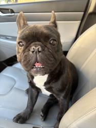 Lost Male Dog last seen Waterlily way watersedge cove, San Antonio, TX 78254