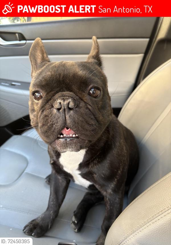 Lost Male Dog last seen Waterlily way watersedge cove, San Antonio, TX 78254