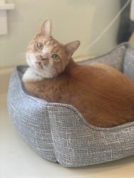 Lost Male Cat last seen Cave dome path and rock shelf lane, Round Rock, TX 78681