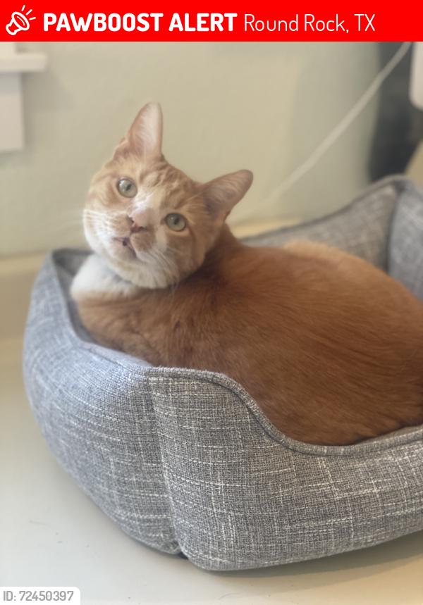 Lost Male Cat last seen Cave dome path and rock shelf lane, Round Rock, TX 78681