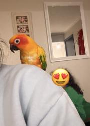 Lost Female Bird last seen Shaler boulevard/ Lancaster Rd, Ridgefield, NJ 07657