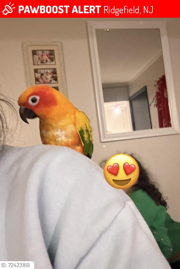 Lost Female Bird last seen Shaler boulevard/ Lancaster Rd, Ridgefield, NJ 07657
