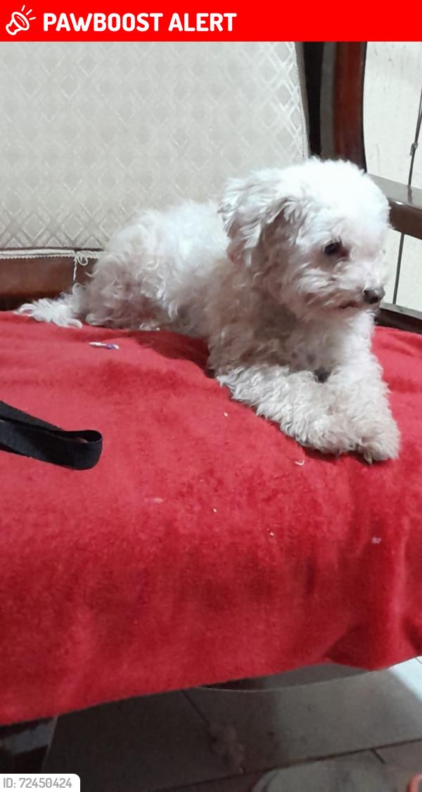 Lost Female Dog last seen Santo domingo y montes berneses, San Nicolás de los Garza, N.L. 66430