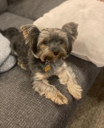Reunited Female Dog last seen Panther Creek Drive, Frisco, TX 75035