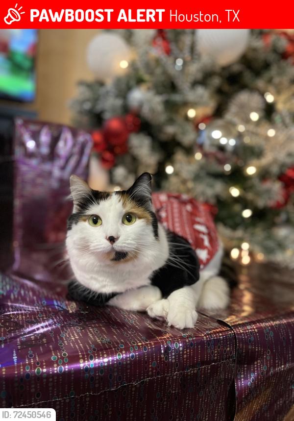 Lost Female Cat last seen Werrington Park, Houston, TX 77073