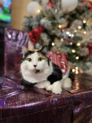 Lost Female Cat last seen Werrington Park, Houston, TX 77073