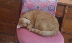 Lost Male Cat last seen Hardin Valley area, behind Food City, Hardin Valley, TN 37932