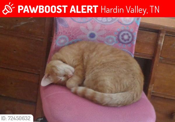 Lost Male Cat last seen Hardin Valley area, behind Food City, Hardin Valley, TN 37932
