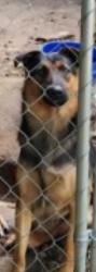 Lost Male Dog last seen Behind Lindys Furniture in Connelly Springs, NC , Connelly Springs, NC 28612