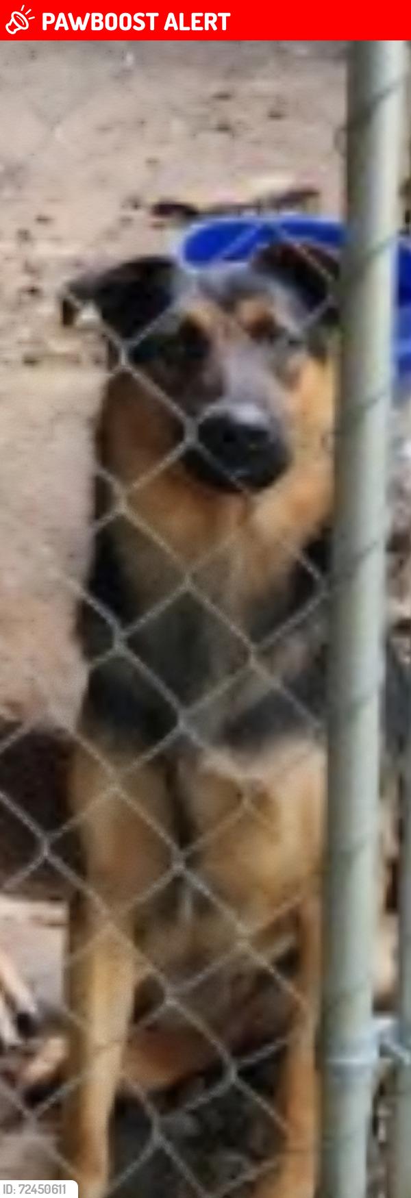 Lost Male Dog last seen Behind Lindys Furniture in Connelly Springs, NC , Connelly Springs, NC 28612