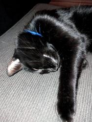 Lost Male Cat last seen Bluestem Ct, Lebanon, TN, Lebanon, TN 37090
