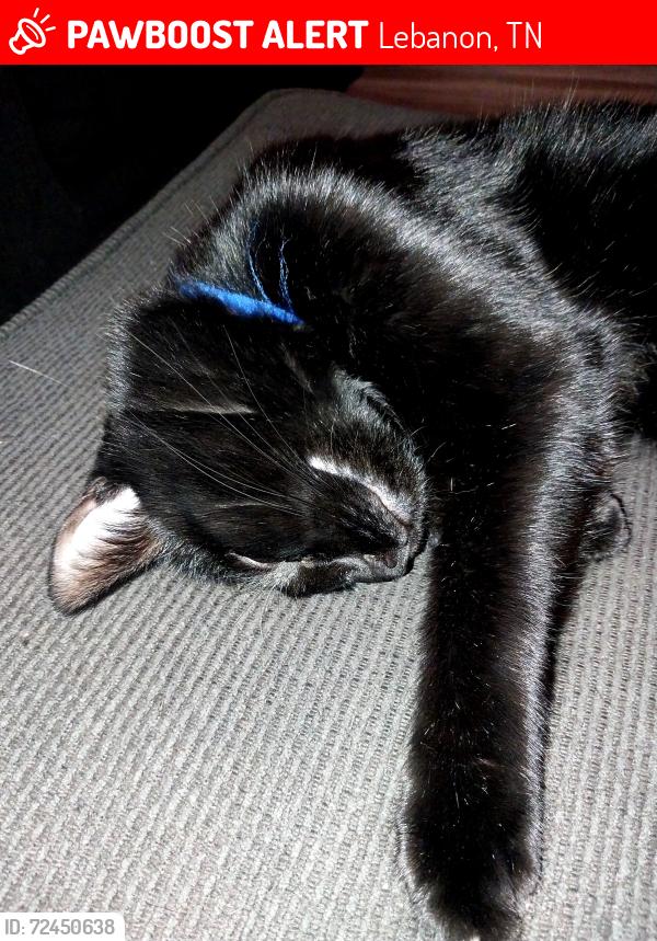 Lost Male Cat last seen Bluestem Ct, Lebanon, TN, Lebanon, TN 37090