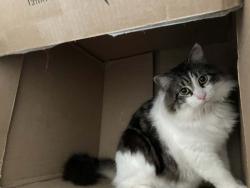 Lost Male Cat last seen Shaw park, Williamsport, PA 17701