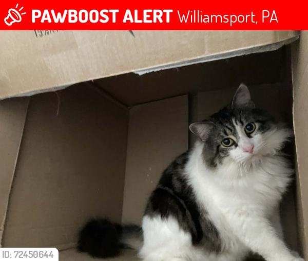 Lost Male Cat last seen Shaw park, Williamsport, PA 17701