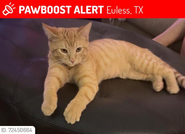 Lost Male Cat last seen Stone Creek Park, Euless, TX 76040