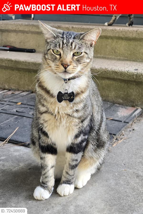 Lost Male Cat last seen Shreveport Blvd, Houston, TX 77028