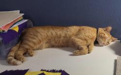 Lost Male Cat last seen Best Western Plus on 1960, Humble, TX 77346