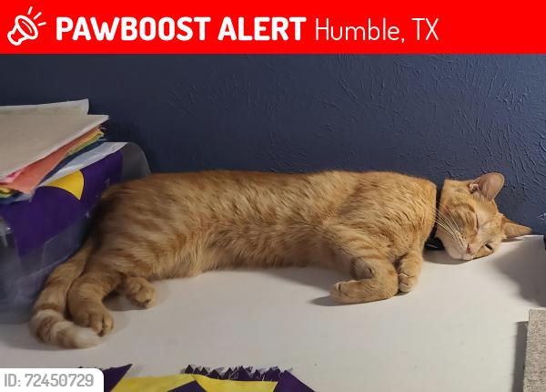 Lost Male Cat last seen Best Western Plus on 1960, Humble, TX 77346