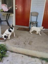 Lost Male Dog last seen Wimpole avenue , Knoxville, TN 37914