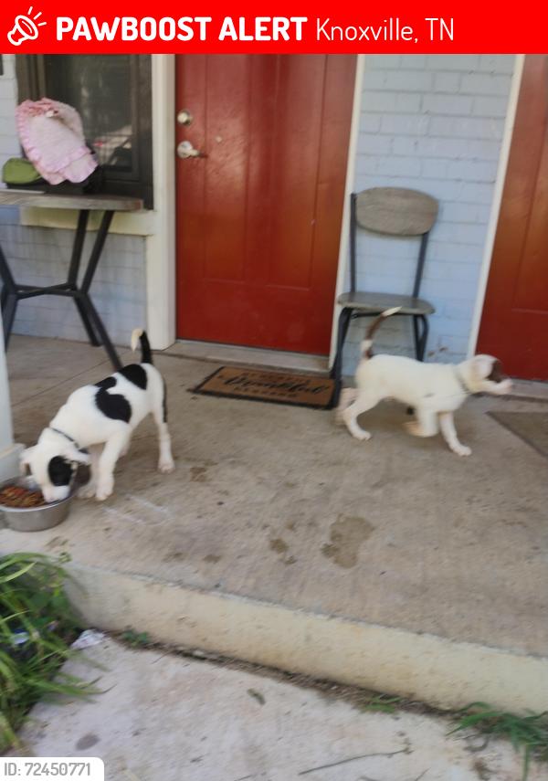 Lost Male Dog last seen Wimpole avenue , Knoxville, TN 37914
