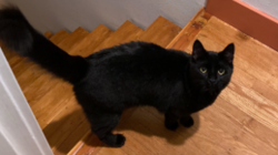 Lost Male Cat last seen Foster High School, Tukwila, WA 98168