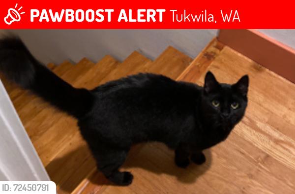 Lost Male Cat last seen Foster High School, Tukwila, WA 98168