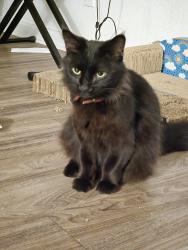 Lost Male Cat last seen Imperial ave and 33rd street, San Diego, CA 92102