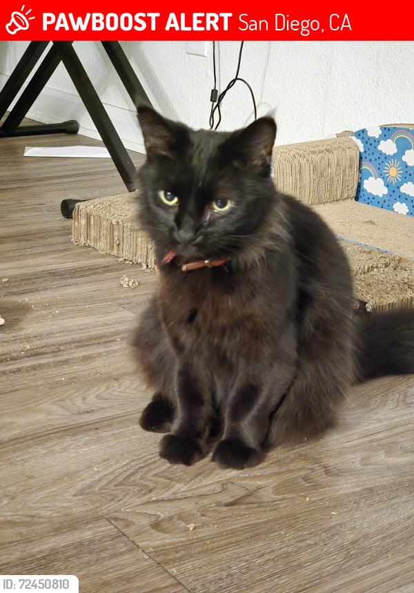 Lost Male Cat last seen Imperial ave and 33rd street, San Diego, CA 92102