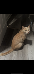 Lost Male Cat last seen Chickasaw dr silver spring md 20903, Silver Spring, MD 20903