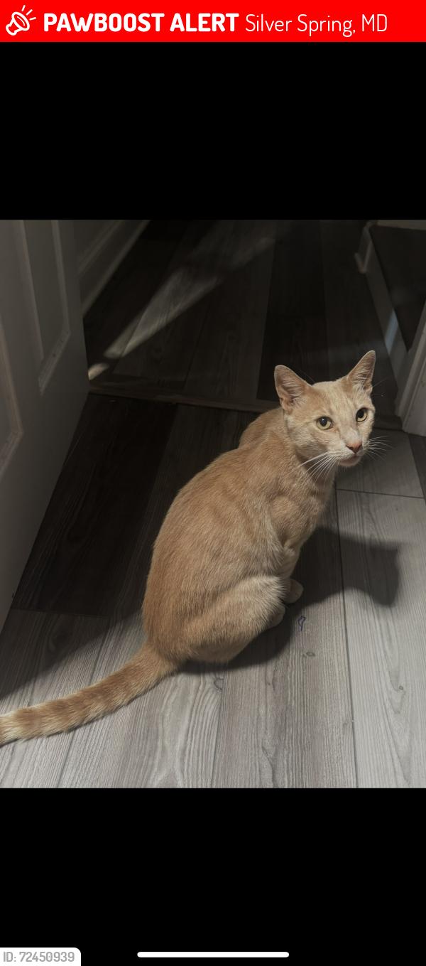 Lost Male Cat last seen Chickasaw dr silver spring md 20903, Silver Spring, MD 20903