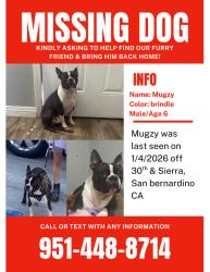 Lost Male Dog last seen 30th and Sierra, San Bernardino, CA 92405